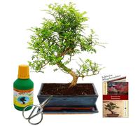 Bonsaï - Zanthoxylum piperitum - environ 12-15 ans - pot de 30 cm - coffret cadeau avec engrais et sécateur