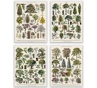 Botanical Prints and Wall Art - Tree Vintage Poster for Aesthetic & Nature Home Decor Set of 4 Tree Species Wall Hangings and Forest Decor Arboretum Illustration Wall Art in French (30cm x 40cm)