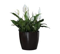 botle Pot de Fleur Rond Cache Pot en Plastique Jardiniere pour Plantes PlantesExterieures et Interieures Pot Brillant Noir D 360 mm H 316 mm