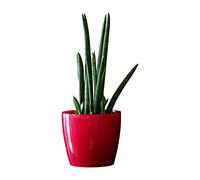 botle Pot de Fleur Rond Cache Pot en Plastique Jardiniere pour Plantes PlantesExterieures et Interieures Pot Brillant Rouge D 300 mm H 265 mm