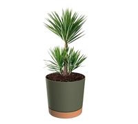 botle Pot de fleurs avec support - Rond - Grand pot de fleurs - Diamètre : 40 cm - Hauteur : 38 cm - Mat - 35 l - Vert - Support amovible - Surface mate - Décoration d'intérieur - Terrasse de jardin