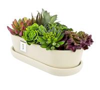 botle Pot de fleurs ovale en céramique blanc avec soucoupe - 13 x 27,5 x 8 cm - Surface mate - Moderne et glamour