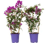 Bougainvillier - Set de 2 - Bougainvillea 'Alexandra' - Hauteur 50-60cm - ⌀17cm