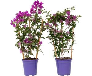 Bougainvillier - Set de 2 - Bougainvillea 'Alexandra' - Hauteur 50-60cm - ⌀17cm