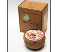 Bougie qui devient plante fleurcerisier