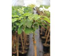 Boule de neige japonaise 'Viburnum Mariesii' haute tige 125 - 150 cm