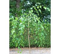 Bouleau pleureur Betula pendula youngii Bouleau suspendu Hauteur du tronc 125 - 150 cm
