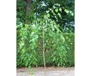 Bouleau pleureur Betula pendula youngii Bouleau suspendu Hauteur du tronc 125 - 150 cm