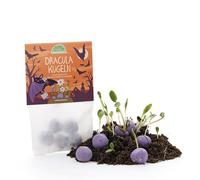 Boules de dracula en croissance - 5 billes de fleurs violettes avec graines pour fleurs sauvages à floraison nocturne - Pour enfants et adultes