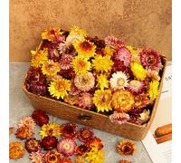 Bouquet de 78 chrysanthèmes séchés Pampa, composition florale artificielle bohème avec queue de lapin duveteuse, idéal pour la décoration de la maison, d'un mariage ou d'un bureau. Sans entretien, con