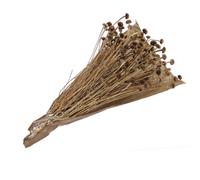 BOUQUET FLEURS SÉCHÉES MARGUERITE 100G NATURE Beige, Ivoire, Crème, Écru, Naturel, Taupe
