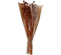 Home @ Styling Collection Koopman International B.V - Bouquet Fleurs SÉCHÉES Marguerite 55CM Terracotta