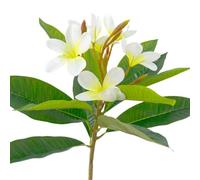 BQEE Branches de Plumeria artificielles, 3 tiges de 60 cm, fleurs tropicales au toucher réaliste avec 12 feuilles, faux frangipanier pour mariage hawaïen, décoration de maison et de table (blanc)