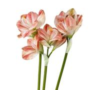 BQEE Lot de 3 fleurs d'amaryllis artificielles, 54,6 cm, rouge, blanc, rose, faux lys pour mariage, maison, bureau, hôtel, décoration (rose)