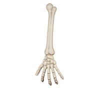 BRAS DE SQUELETTE 46 CM Beige Ivoire Crème Écru Naturel Taupe
