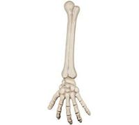 bras de squelette 46 cm - boland 74556 Blanc G