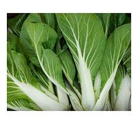 Brassica rapa - Chou chinois pak choi blanc - 20 graines