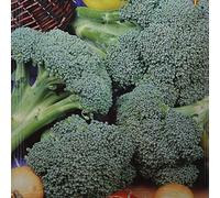 Brocoli Calabrais Marathon F1-1 sac de graine