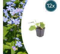 Brunnera macrophylla | 12 pièces - 10-25cm - Ø9cm - Plante de jardin