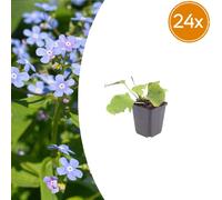Brunnera macrophylla | 24 pièces - 10-25cm - Ø9cm - Plante de jardin