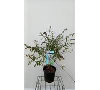 Buddleja dav. 'Border Beauty' - Lilas papillon Lilas d'été conteneur 60- 80 cm