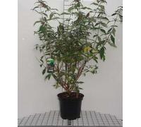 Buddleja dav. pink delight' - Arbre à papillons 'Pink Delight 60- 80 cm conteneur