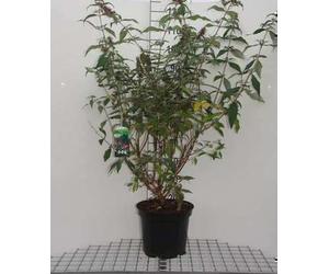 Buddleja dav. 'Reve de Papillon Blue'® - Lilas papillon conteneur 60- 80 cm