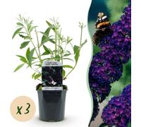 Buddleja davidii Black Night - Arbuste à papillons - Rustique - Pourpre - 3 Plants - 35-45cm - Ø17cm - Plante de jardin