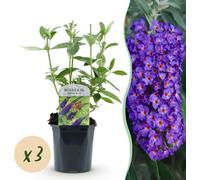 Buddleja davidii Empire Blue - Arbuste à papillons - Rustique - Bleu - 3 Plantes - 35-45cm - Ø17cm - Plante de jardin