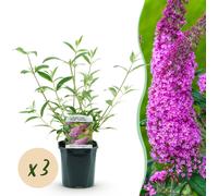 Buddleja davidii Pink Delight - Arbuste à papillons - Rustique - Rose - 3 Plantes - 35-45cm - Ø17cm - Plante de jardin