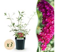 Buddleja davidii Royal Red - Arbuste à papillons - Rustique - Rouge - 3 Plants - 35-45cm - Ø17cm - Plante de jardin