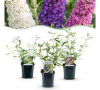 Buddleja davidii Tricolour - Arbuste à papillons - Rustique - Bleu - Rose - Blanc - 3 Plants - 35-45cm - Ø17cm - Plante de jardin