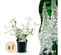 Buddleja davidii White Profusion - Arbuste à papillons - Rustique - Blanc - 3 Plantes - 35-45cm - Ø17cm - Plante de jardin