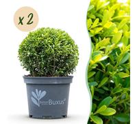Buis à feuilles persistantes, forme boule, alternative 25cm, 2 plants de 23cm