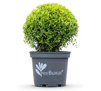 Buis, boule à feuilles persistantes, 30cm, 2 plants de 26cm, résistant, facile