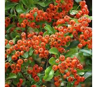 Buisson ardent 'Orange Glow' - Pyracantha 'Orange Glow' 50-60 cm pot | Arbuste persistant épineux, baies orange décoratives, parfait haie défensive