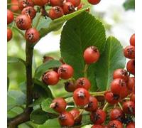 Buisson ardent 'Red Column' - Pyracantha coccinea 'Red Column' 60-80 cm pot | Arbuste décoratif persistant, baies rouges, parfait haie défensive