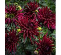 Bulbe de Dahlia cactus nain Leslie
