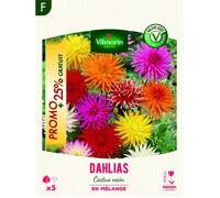Bulbe - Vilmorin - Dahlia Cactus nain en Mélange (x5) - Promo