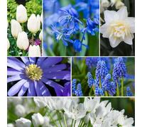 Bulbes à fleurs - Mélange de 6 variétés - Bleu et blanc - 125 pièces - Floraison de mars à juin