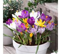 Bulbes de crocus géants, résistants à l'hiver, vivaces - 1000 bulbes de fleurs exclusifs - Mélange de 5 variétés - Vraies plantes provenant des Pays-Bas - pour jardin, balcon et pots (pas de graines,