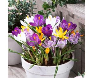 Bulbes de crocus géants, résistants à l'hiver, vivaces - 1000 bulbes de fleurs exclusifs - Mélange de 5 variétés - Vraies plantes provenant des Pays-Bas - pour jardin, balcon et pots (pas de graines,