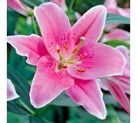 Bulbes de LILIUM (LYS) | Bulbes des meilleurs producteurs néerlandais | Sélection exclusive et contrôle qualité | Floraison garantie. (2 Lys Orientaux Roses)