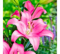 Bulbes de LILIUM (LYS) | Bulbes des meilleurs producteurs néerlandais | Sélection exclusive et contrôle qualité | Floraison garantie. (2 Lys Roses)