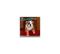 Bulldog Puppies 2026 Square Flap Calendar Calendar Book