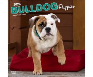 Bulldog Puppies | Calendrier mural mensuel carré 2026 30,5 x 61 cm | Sans plastique | BrownTrout | Animaux races de chiens
