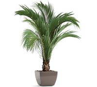 Cabilock Autocollant Mural Palmier 3D Décoration Murale Plantes En Pot Simulées Pour Salon Couloir Chambre Diy Stickers Muraux Nature Feuilles Tropicales Pvc 24X16 Pouces