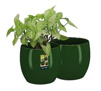 Cache-pot / jardinière - KOTARBAU - KOTARBAU - Lot 2 - Vert - Ø15 cm x H16 cm