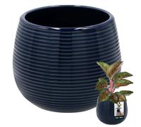 KOTARBAU Pot de fleurs rond en céramique, bleu cobalt, 12 cm, H 14 cm, 1 pièce, céramique émaillée