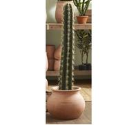 Cactus cierge POT H104cm - Lou De Castellane